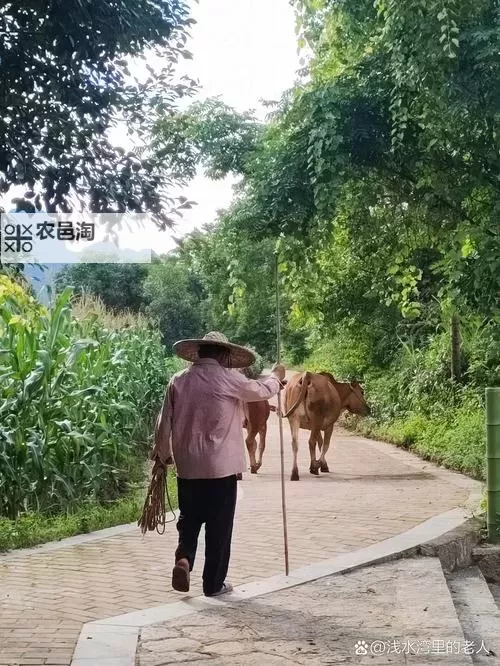 赶牛车的人：坚韧与传统的乡村身影图1