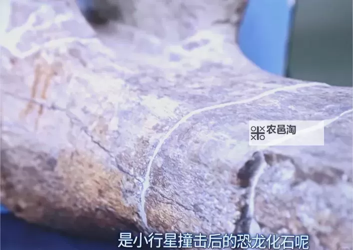 揭秘最完整的恐龙化石:揭秘史前巨兽的终极秘密图2