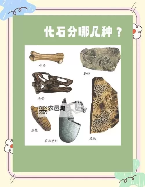 揭秘最完整的恐龙化石:揭秘史前巨兽的终极秘密图1