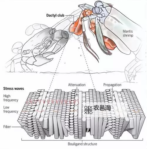 黑轴的秘密到底是什么:揭示隐藏的真相图2