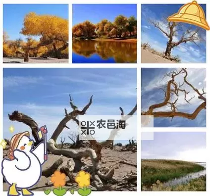 黑暗之源强哥攻略:全面解析最佳应对策略与技巧图1