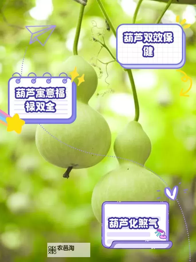 紫金红葫芦的来历与作用解析:传说与实用价值并存图1