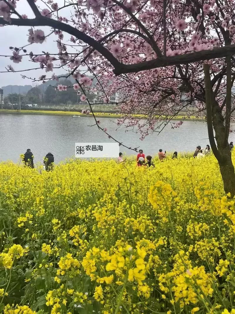 春暖花开,性巴有你exe:开启春日激情的美好时光图1