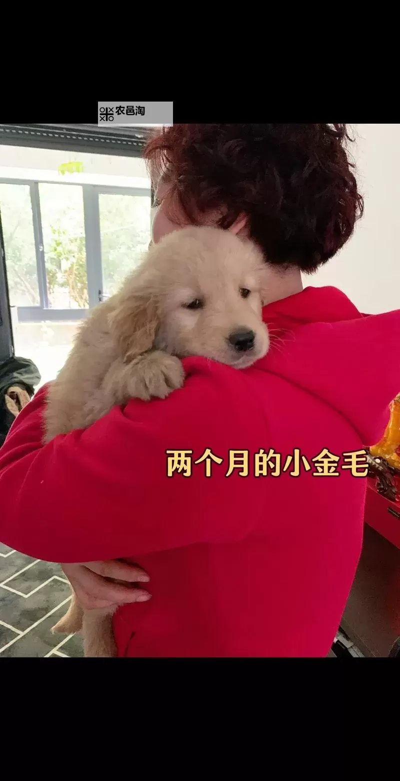 与自己养的金毛做了五天:温馨陪伴的小日子分享图1