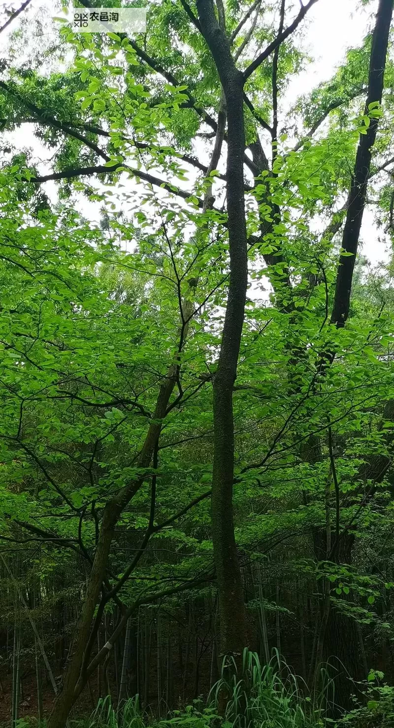 造梦西游3角木铲怎么做教程详解图1