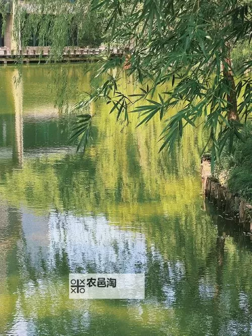 青超碰:绿意盎然的春日画卷图1