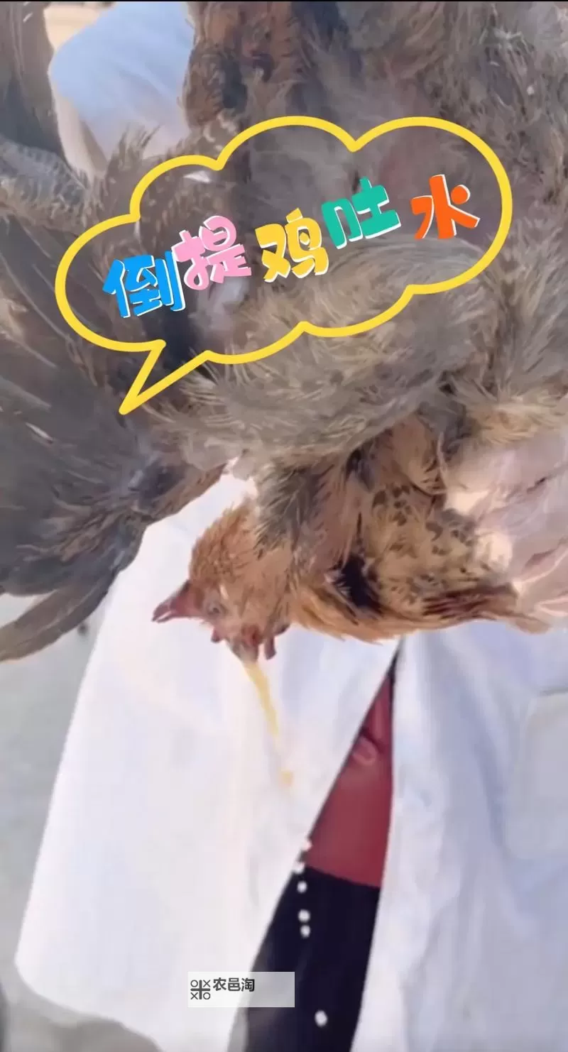 用嘴吃鸡不恶心吗?这些你不知道的真相!图1