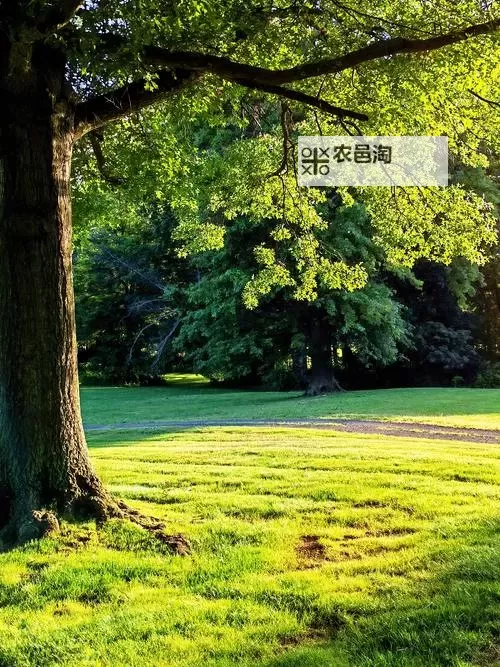 巴拉克厄齐尔:从天才中场到足球传奇的辉煌历程图1