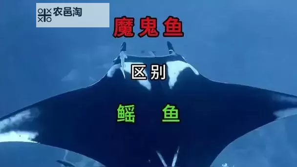 暗水鳐鱼提高多少速度:揭示其惊人潜能图1