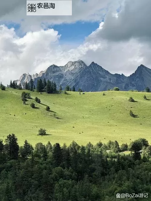九哥草在线:领略自然之美的独特平台图1
