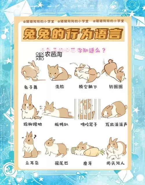 问道兔子技能介绍:全面解析兔子在问道中的核心能力图1