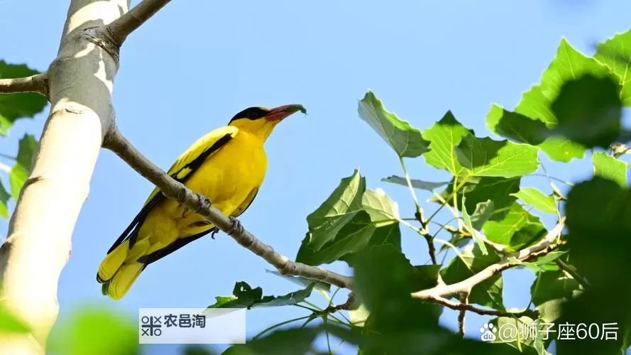 探索魅力无限:91porin九色的精彩世界图1