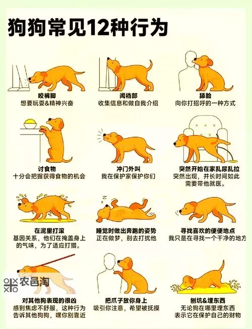 怎样引导狗狗进入自己:打造信任与安全感的方法图1