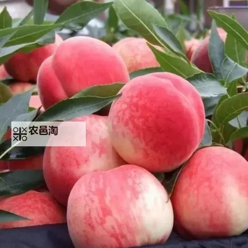 正宗水蜜桃1430.5:新鲜多汁,品质保障的绝佳选择图1