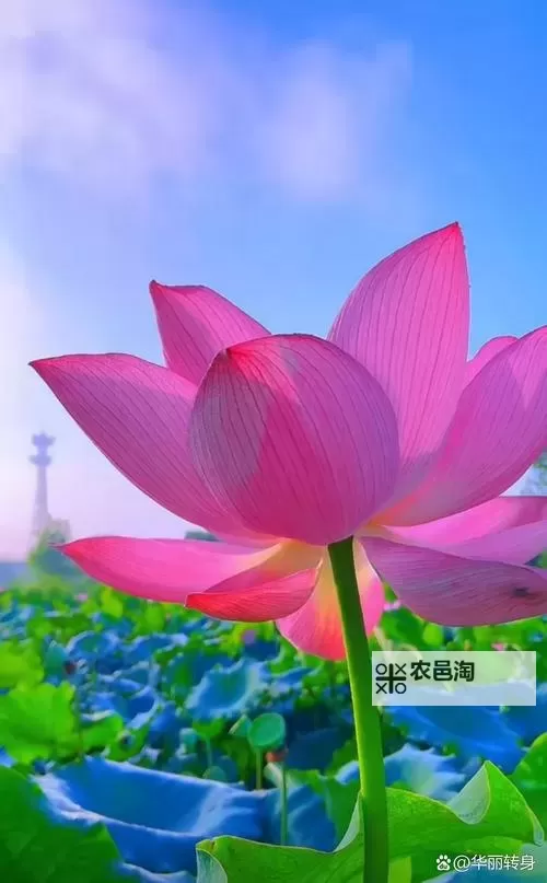 婷婷久久七月色:夏日里的柔情与绚丽图1