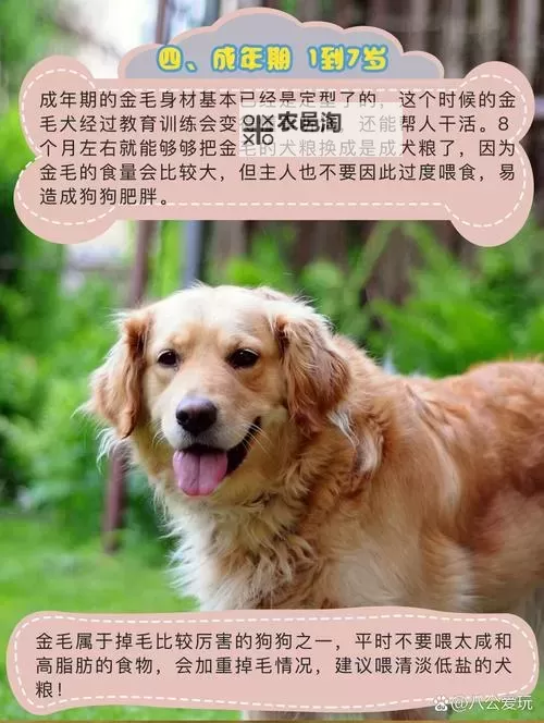 与自己养的金毛做了五天:暖心陪伴的点滴记录图1