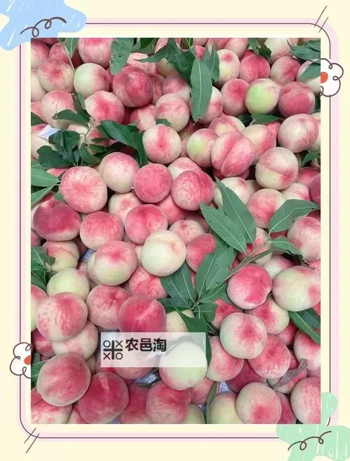 畅享鲜甜盛宴:水蜜桃入口2023完美体验全记录图1