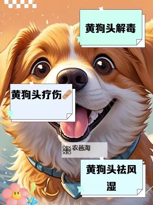 全面解析:狗头羁绊详解与策略指南图1