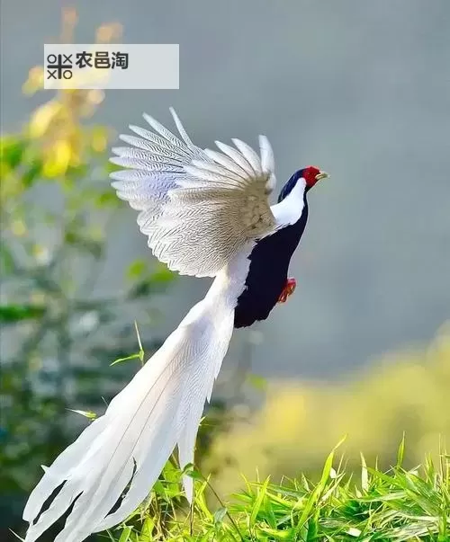 探索国产精品偷拍海角:隐藏的海边秘境与独家瞬间图1