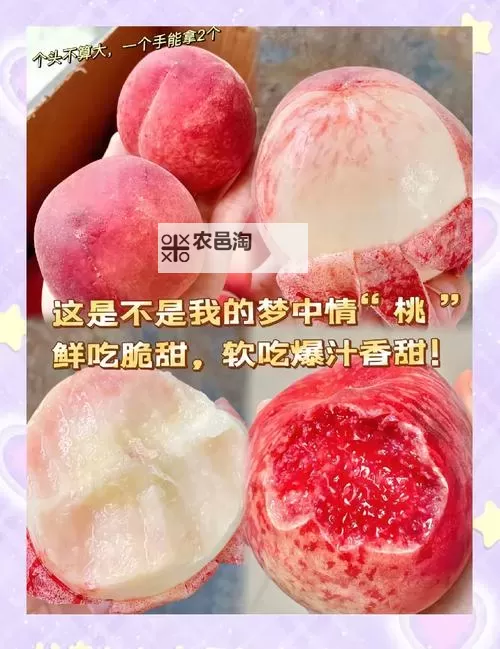 畅享鲜甜盛宴:水蜜桃入口2023完美体验全记录图2