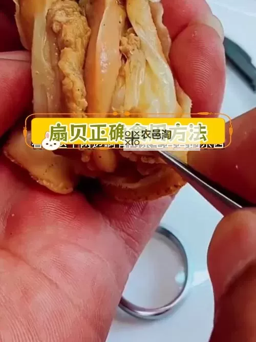 再把腿X开一点就可以吃扇贝:独家揭秘扇贝的食用技巧图1