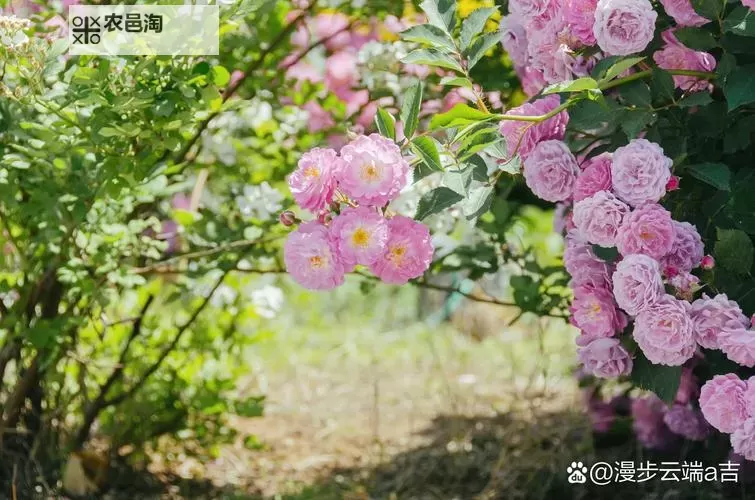 欢乐盛宴开启:尽享丁香五月色综合的精彩体验图1