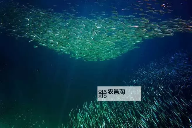 探索无限可能:畅游在线中文天堂的精彩世界图1