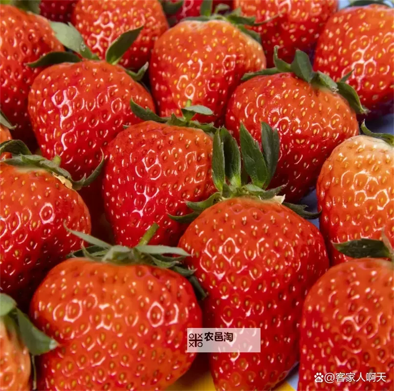 探索甜蜜魅力:草莓色版的浪漫体验图1