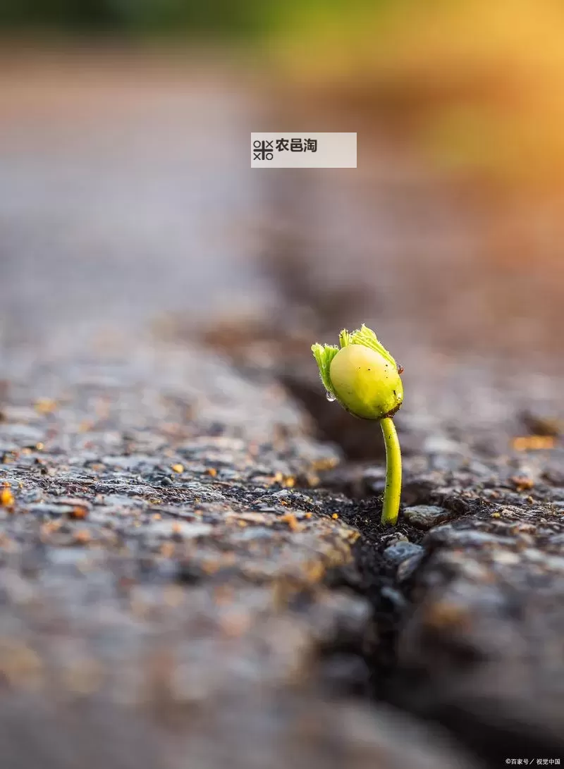 逆境中的光芒:尽显最后的坚强图1