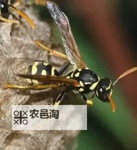 鹰多少级解锁蜘蛛:详解解锁条件与等级攻略图1