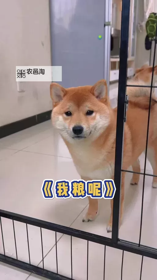 香香公主主人狗全集免费观看:完整版本免费在线观看指南图1