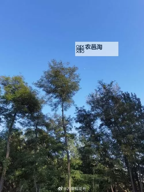 创想三国双开挂机软件推荐 怎么双开创想三国详细图文教程图2