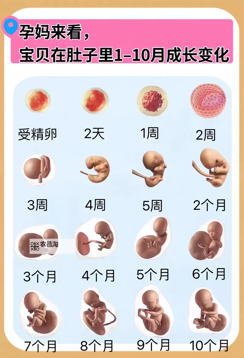 涨精装满肚子怀孕播放器:全面解析怀孕期间的体验与变化图2