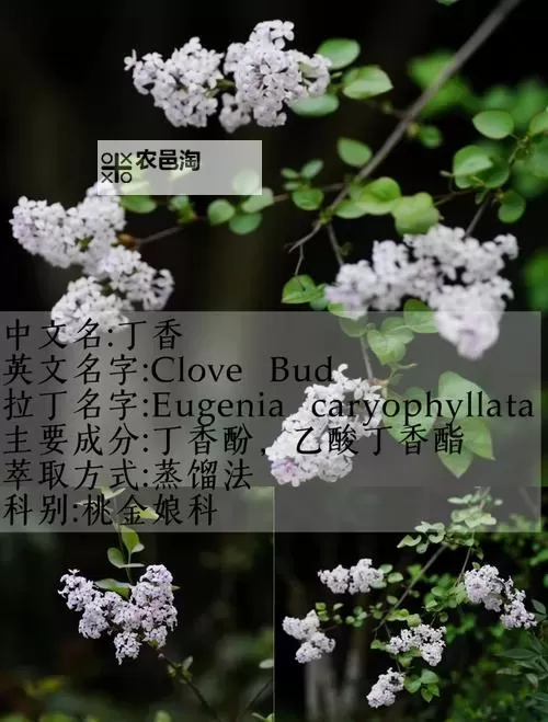 婷婷综合丁香:探索芳香世界的艺术之美图1