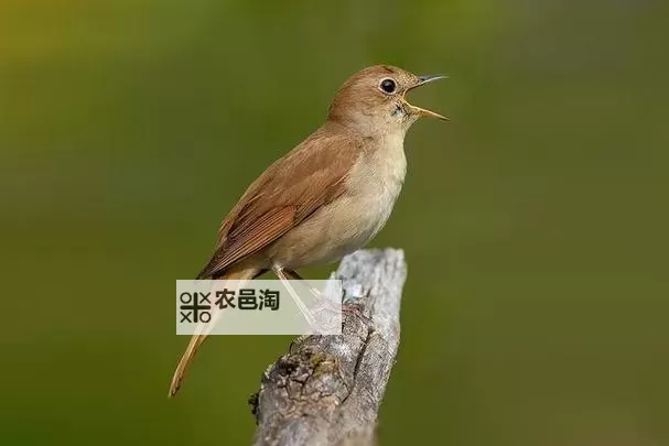 《流放之路2》战术家插旗炮台流Build思路图1