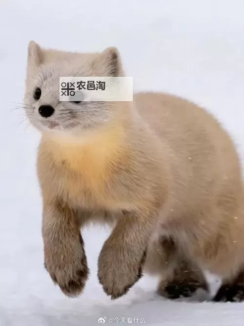 探索初心不变的魅力:水莓100免费视频全景介绍图1