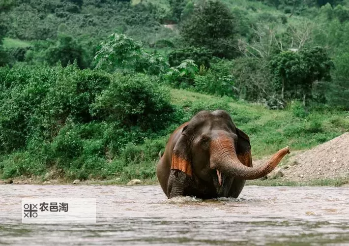 免费乱码一二三四五大象:揭秘奇幻数字世界的神秘之旅图1