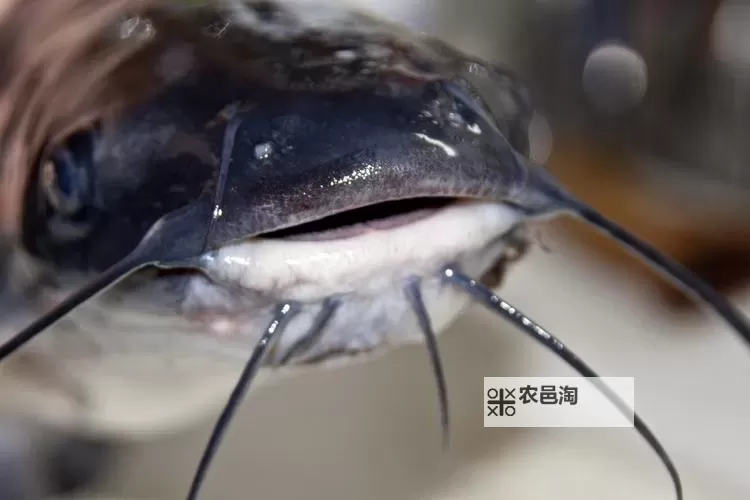 《无限暖暖》胡子鲶鱼获取方法 胡子鲶鱼怎么获得图1