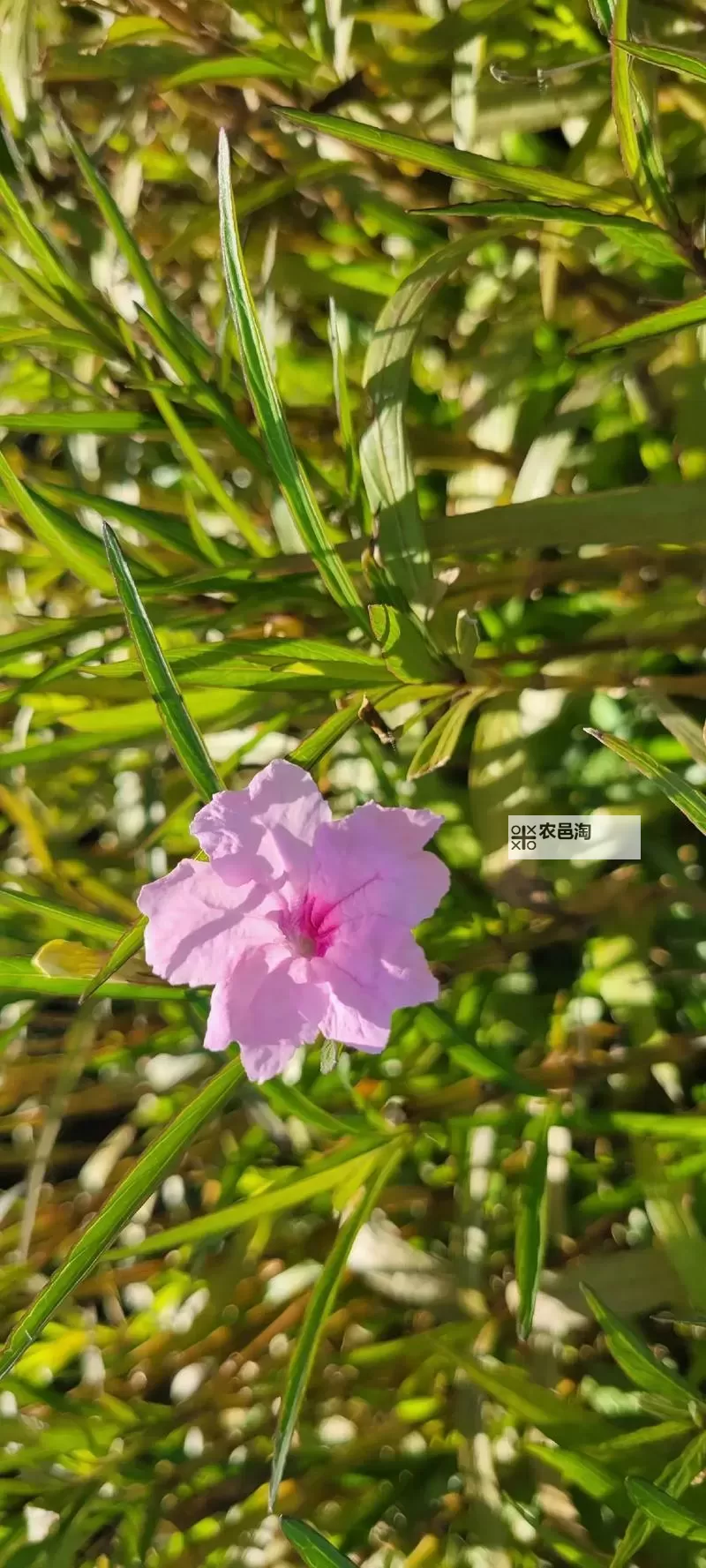 电脑卡牌策略游戏合集 电脑卡牌策略游戏有哪些图1