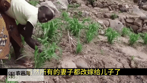 母亲改嫁引发家庭变故:儿子田黄一级大片引发热议图1