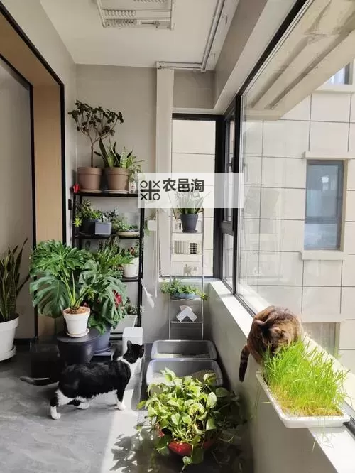 在阳台试试好不好:享受惬意生活新体验图1