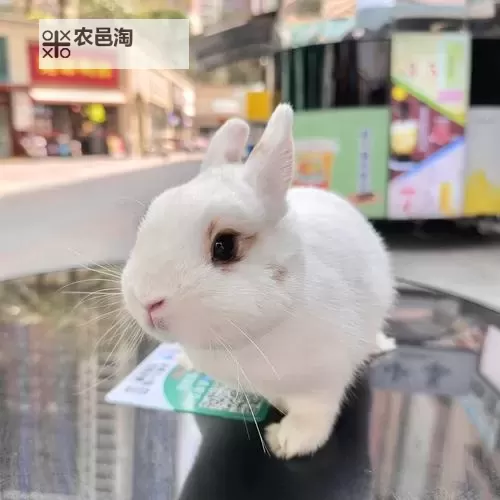 我的兔兔好软好多水：软萌可爱瞬间大公开图1