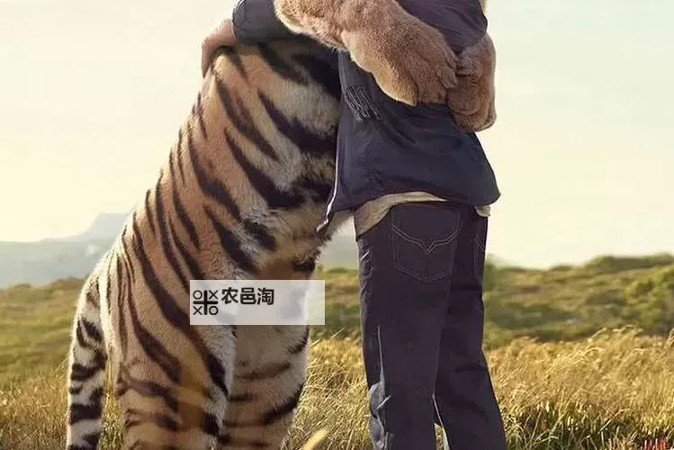 关于美国人兽性交网站的相关讨论与法律监管分析图1