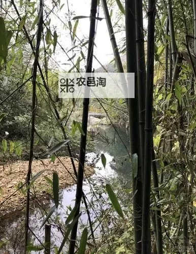 岳今晚让我玩个够肥水一体探岳体:极限娱乐体验全记录图1