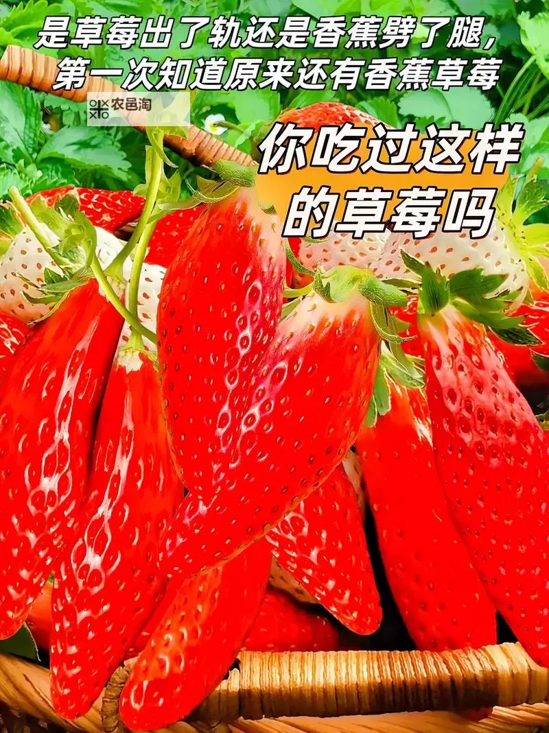 【最新推荐】草莓视频免费阅读香蕉文精彩合集，让你一次享受多重阅读乐趣图2