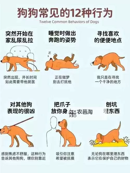 怎么让狗狗进入自己的房间：实用技巧与方法指南图1