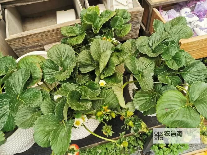 18岁注意:草莓向日葵的成长之路图1