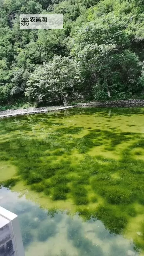 深度解析：888米奇色狠狠俺去啦背后的艺术魅力与文化意义图1