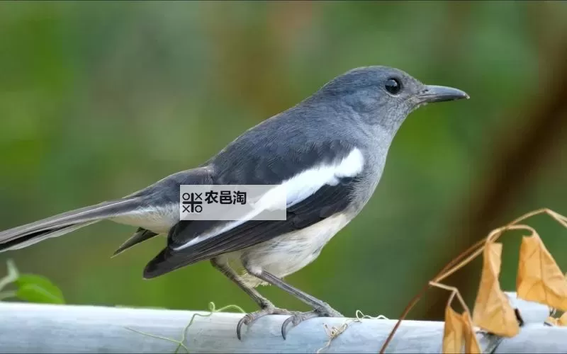 怎么双开沃玛霸主？ 沃玛霸主双开挂机图文全攻略图1