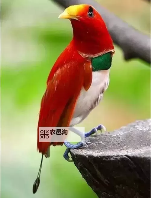 怎么双开沃玛霸主？ 沃玛霸主双开挂机图文全攻略图2